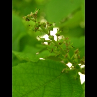 Fortunearia sinensis (fam Hamamelidacees) (Chine) (4)